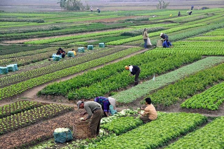 Transformasi Sektor Pertanian dalam Mendukung Ketahanan Pangan Nasional