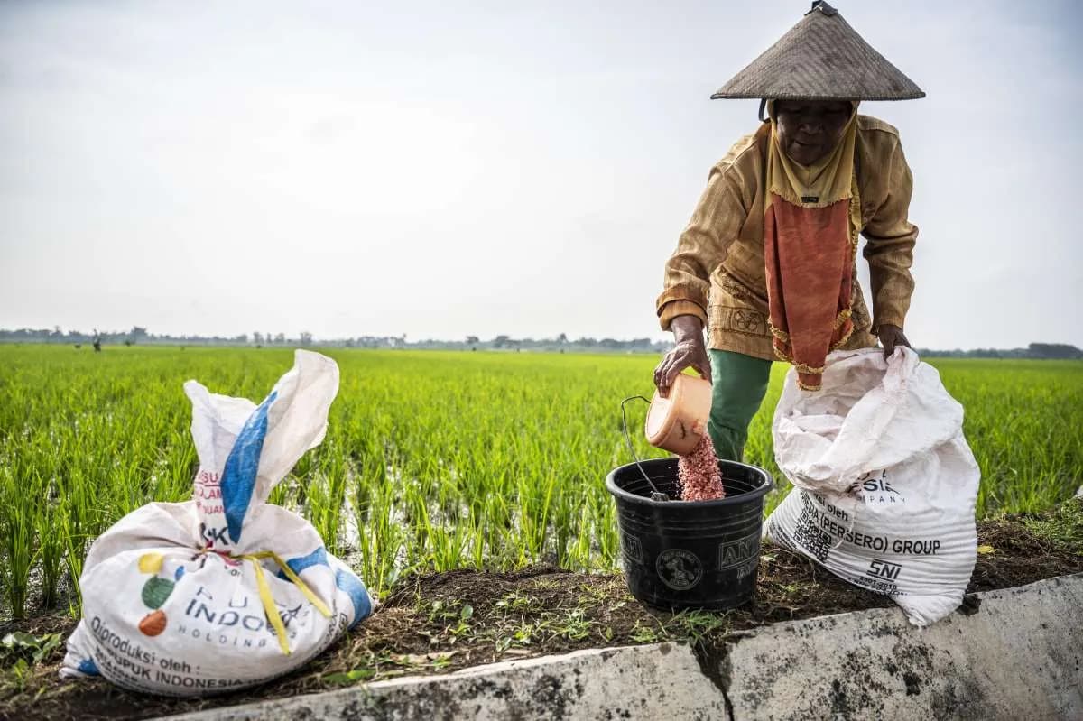 Menjelang Akhir Musim Tanam 2025: Tantangan Distribusi Pupuk yang Menentukan Nasib Panen