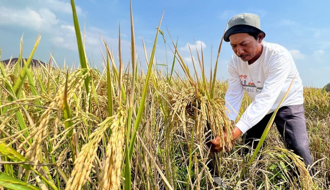 Menyambut Musim Tanam Baru: Inisiatif Pemerintah yang Menyentuh Langsung Petani Indonesia