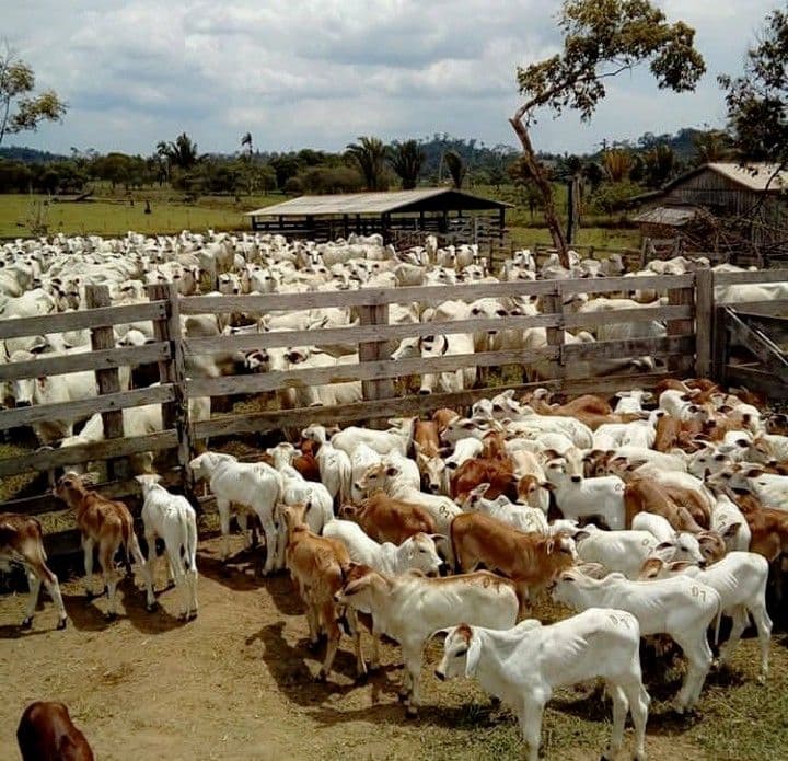 Dari Ladang ke Meja: Kisah Peternakan yang Tak Hanya Memberi Makan, Tapi Juga Menyembuhkan Bumi