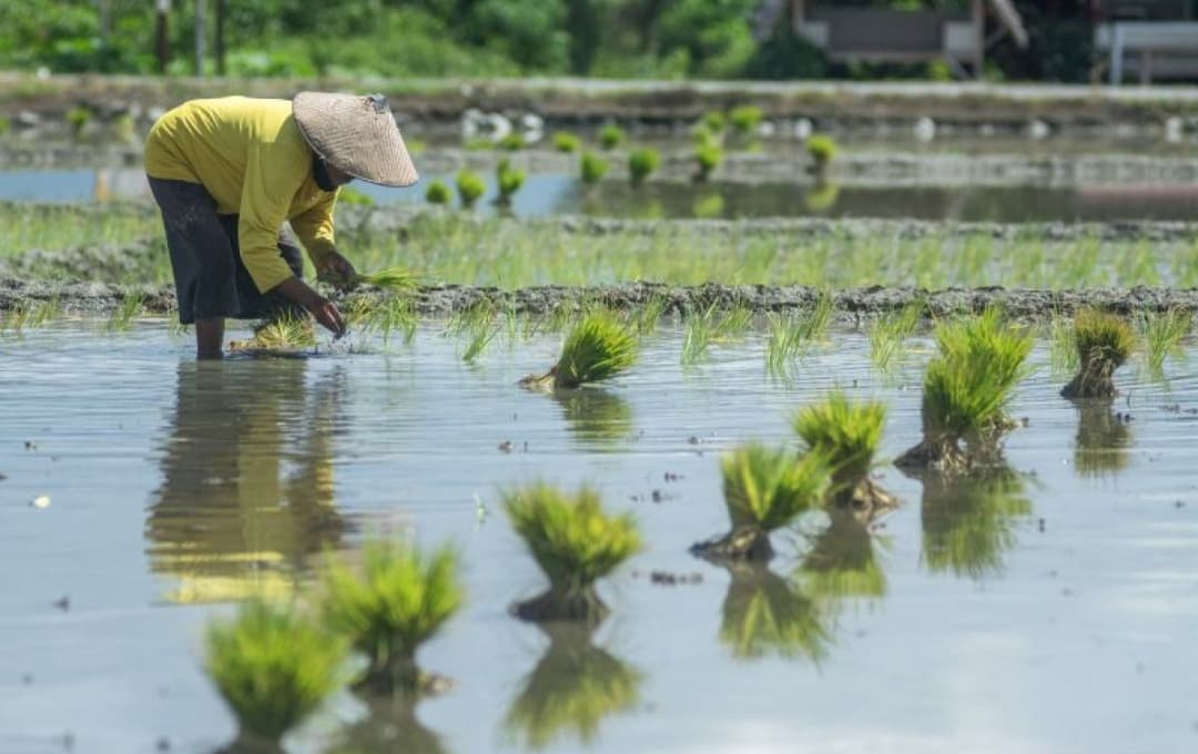 Petani Fokus Perawatan Tanaman di Awal Musim Hujan