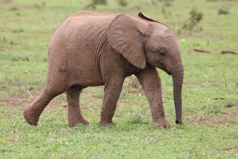 Kisah Anak Gajah Borneo yang Viral: Antara Empati Digital dan Realitas Konservasi